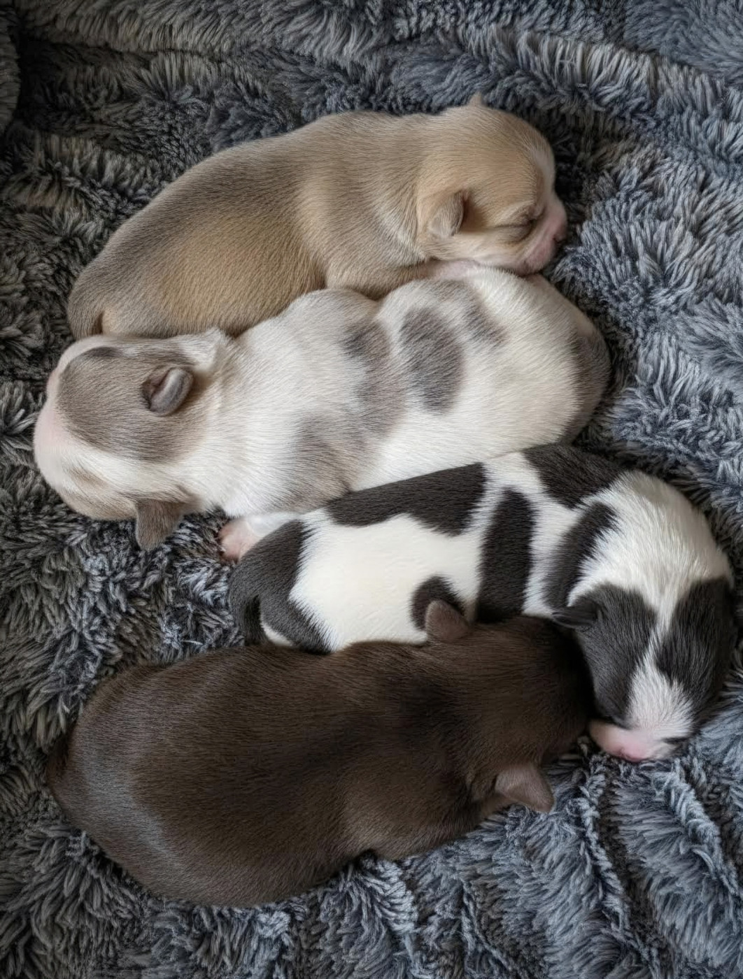 Chiot Chihuahua Du Coeur Des Ténèbres