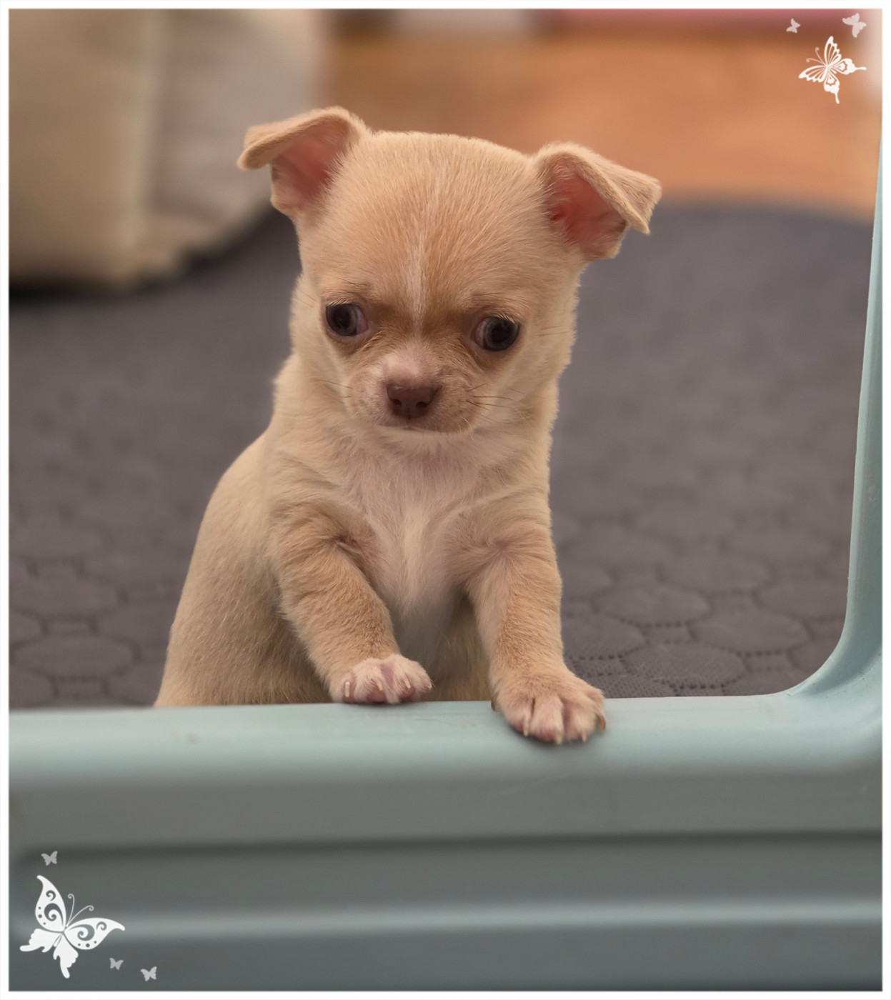 Du Coeur Des Ténèbres - Chiots disponibles - Chihuahua