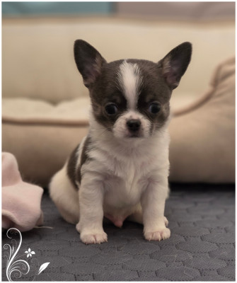 Bambino