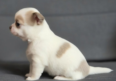 BEBE